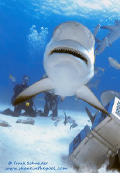 "SNAP-SHOT!"
Done during a shark-feeding on the Bahamas ... by Frank Schneider 